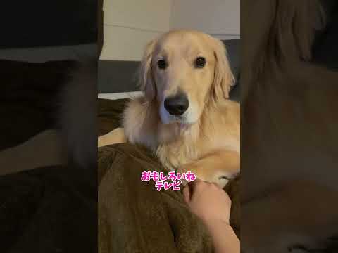気まずい 大型犬 ゴールデンレトリバー サムネイル