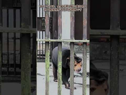 【愛媛県立とべ動物園】マレーグマ🐻　shorts