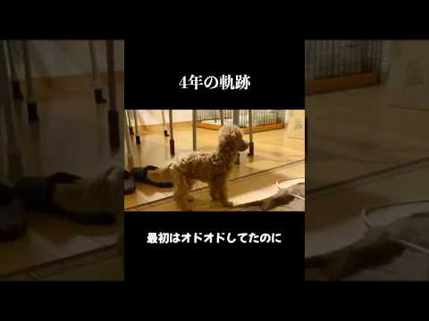 楽しくて大変だったトイプードルとの4年間 サムネイル