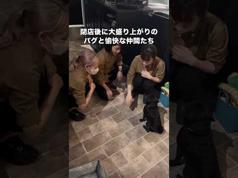 閉店後にえいえいおーで盛り上がるパグと愉快な仲間たちの遊び パグ 黒パグ 鼻ぺちゃ shorts サムネイル
