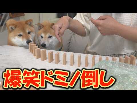 ドミノを倒しまくる柴犬と「触らないでね！」の指示を守り続ける柴犬のギャップが酷すぎて笑いが止まりません…
