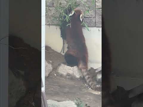 shorts キララさんアラタちゃん親子がお外展示場へ　レッサーパンダ　浜松市動物園にて　2026年2月14日 サムネイル