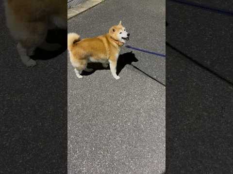 柴犬福 姉に拒否柴発動した柴犬🤣Sis and Shiba🤣姉と柴 shorts japanesedog 柴犬 shi… サムネイル