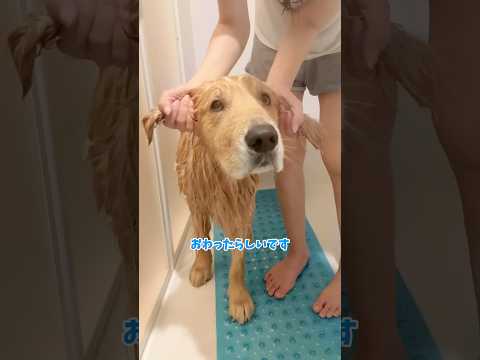 カバオォォォ！ 大型犬 ゴールデンレトリバー