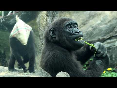 Gorilla Ringo, Iriki enjoy branches, funny Tayari wear burl… サムネイル