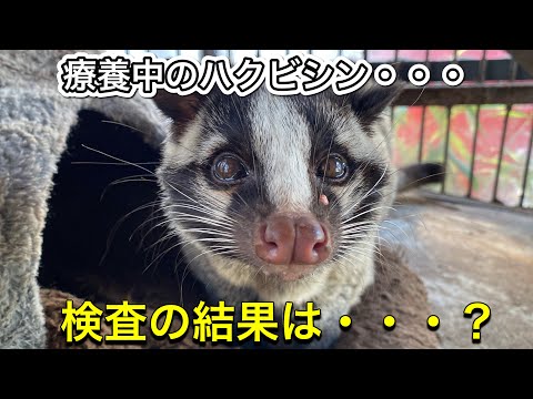 療養中のハクビシンのハクちゃん。検査結果が出ました。 サムネイル