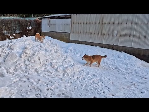 今年もモモの山部屋の寒中ぶつかり稽古が始まりました サムネイル