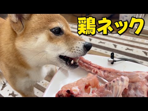 【お初】鶏ネックを骨ごとバキボキいただきます　柴犬小夏　ASMR 鶏がらも サムネイル