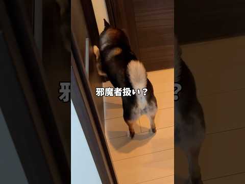 🐕柴犬一家の大掃除！役に立たないのは誰？ サムネイル