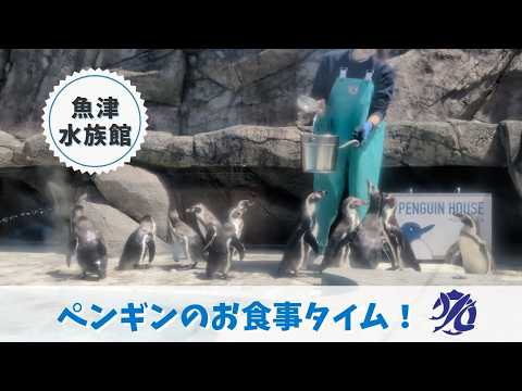 【魚津水族館】ペンギンのお食事タイム！🐧🐧🐧 サムネイル