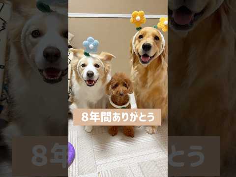 愛犬と過ごした８年間...山奥へ引っ越します!!【ゴールデンレトリバー・ボーダーコリー】shorts サムネイル