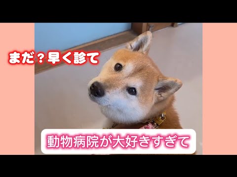 待てない‼️動物病院が好きすぎる柴犬 サムネイル