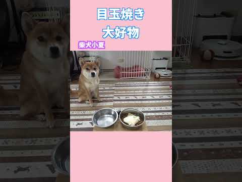目玉焼き 柴犬 shiba shibainu  神戸 癒し