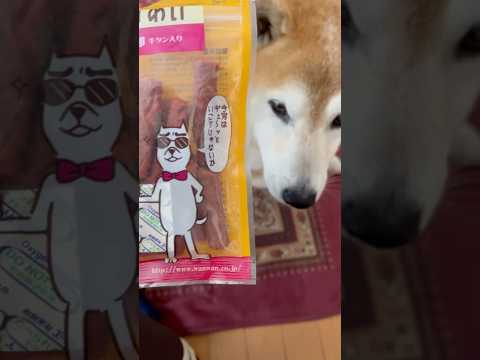 柴犬福 牛タンの牛太郎を美味しそうに食べる柴犬🤣Sister and Shiba🤣姉と柴 shorts funny 柴… サムネイル