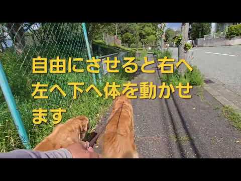 わがままな２歳のイロハもリードのかけ方で違うこのように変身？ サムネイル