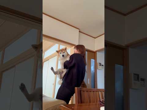 柴犬福 福タン可愛いダンス🤣Sister and Shiba🤣姉と柴 shorts japanesedog 柴犬 sh… サムネイル