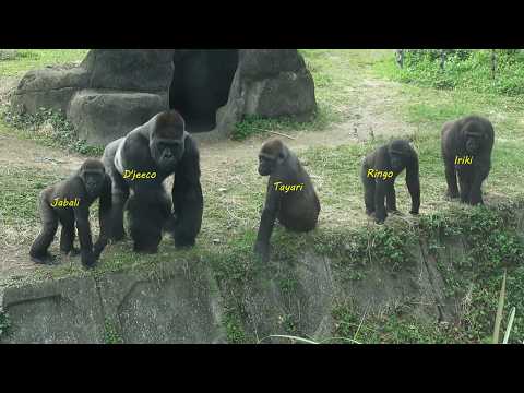 Gorilla D'jeeco family 休息。不知道什麼全家往壕溝看 / Tayari Iriki 衝拍 /Ja… サムネイル