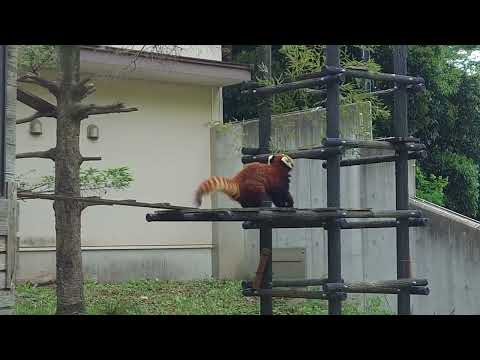 風太くんの孫　みいちゃん　レッサーパンダ　千葉市動物公園 サムネイル