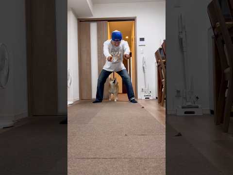 柴犬とん君との愛のしるし　柴犬　柴犬とん サムネイル