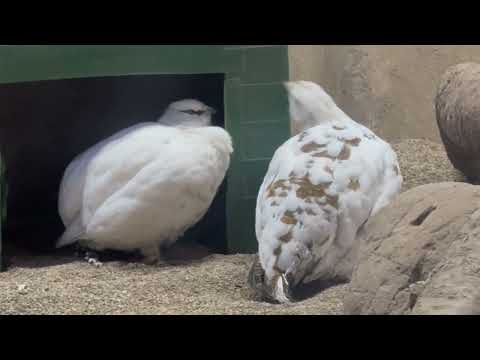 本日も無事2羽確認！　スバールバルライチョウ　那須どうぶつ王国にて　2026年1月11日 サムネイル