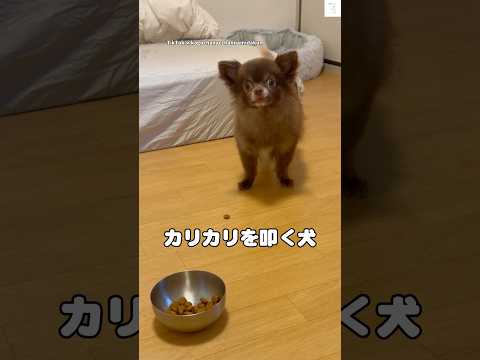カリカリが嫌いで叩きまくる犬　チワワ 犬　かわいい 面白い　犬のいる暮らし サムネイル