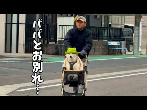 【柴犬とパパの一日】パパの心が締め付けられました… サムネイル