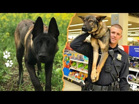 Top 4 Ways Your Dog Would Protect You With Its Life サムネイル