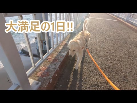 たくさん遊んで大満足の1日。ゴールデンレトリバーティト サムネイル