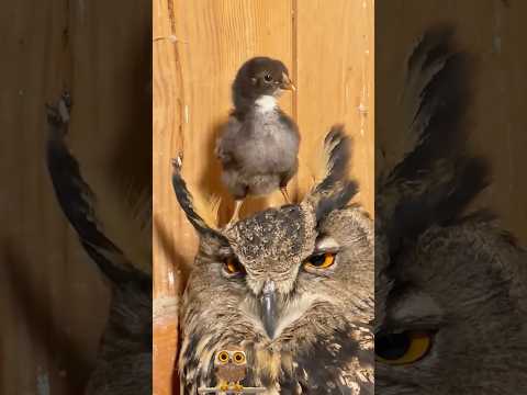 Wait, This Owl Tried to Hatch a Stolen Chicken Egg! animals… サムネイル