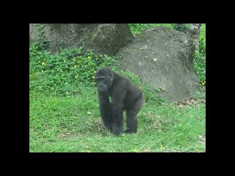 little gorilla Ringo 4y11m old shorts R築巢做窩