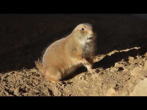 オグロプレーリードック　那須どうぶつ王国　00092 サムネイル