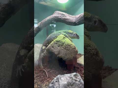 shorts サバンナオオトカゲ　東山動植物園にて　2026年3月14日 サムネイル