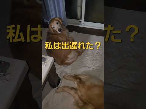 中猫キビ+ゴールデンレトリバー親子のびすと、快適な場所は知ってる？ goldenretriever shorts ca… サムネイル