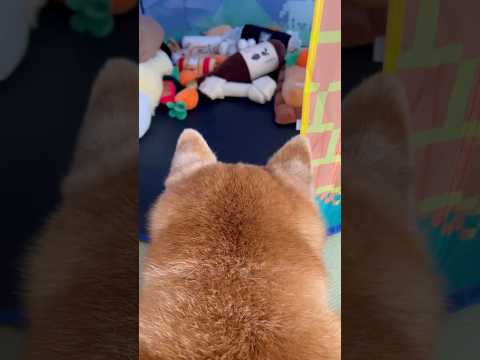 柴犬福 新たなスタイルでホネ番する柴犬🤣Why here🤣shorts japanesedog 柴犬 shibainu… サムネイル