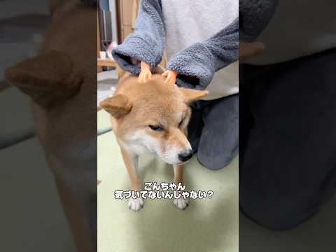 手が小さくなったら気づくのか... 柴犬 shorts サムネイル