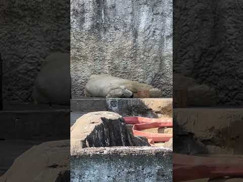 shorts 14:17 頃のバフィンさん　   ホッキョクグマ　浜松市動物園にて　2026年3月15日 サムネイル