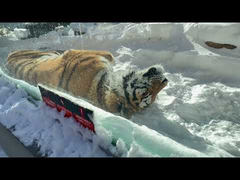 アムールトラ🐯の令くん　那須どうぶつ王国　2026年1月12日 サムネイル