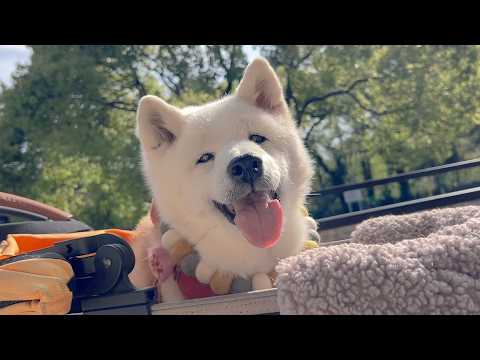 思い出の場所に家族みんなとお出かけできた事が嬉しくて最高の笑顔を見せてくれた柴犬 サムネイル