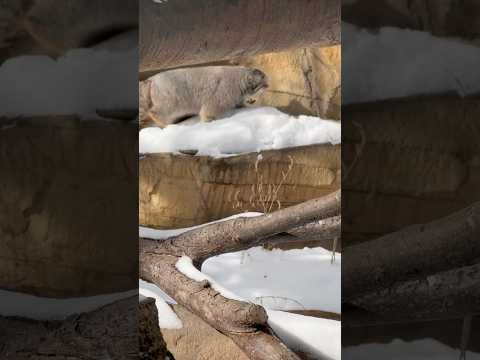 shorts 雪もガシガシ進むナゴムくん　マヌルネコ　那須どうぶつ王国　2026年1月9日 サムネイル