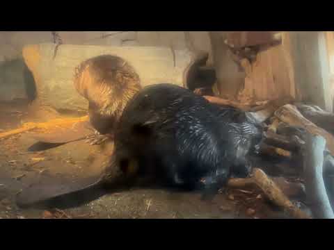 みんなで もふもふ🤭　アメリカビーバーファミリー　那須どうぶつ王国にて　2026年1月11日 サムネイル