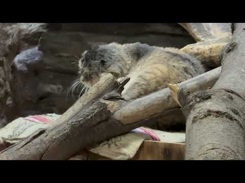 カキカキカキ〜っとプリームラちゃん　マヌルネコ　上野動物園にて　2026年2月6日 サムネイル
