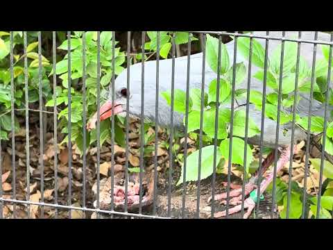 野毛山動物園だけで見る事ができる❣　カグーどうぶつガイド　　野毛山動物園　2026年5月10日 サムネイル