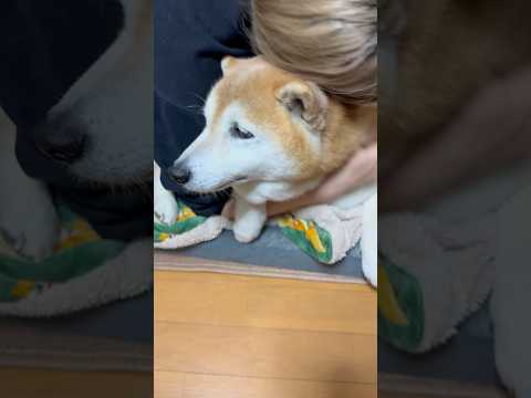 柴犬福 姉に謝罪されるもブチ切れ柴犬🤣Sis and Shiba🤣姉と柴 shorts japanesedog 柴犬… サムネイル