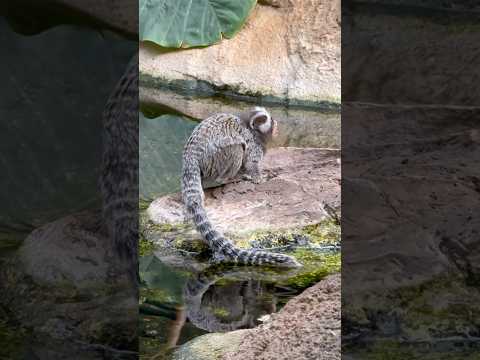 shorts 可愛い❤️コモンマーモセット　那須どうぶつ王国　2026年1月30日 サムネイル