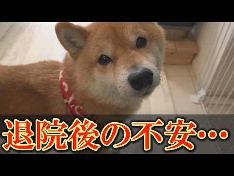 退院後、信じられない粗相を繰り返し、元気がない愛犬が心配です・・・ サムネイル