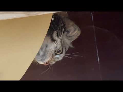 上からオトちゃん☺️ マヌルネコ　埼玉県こども動物自然公園にて　2026年3月7日 サムネイル