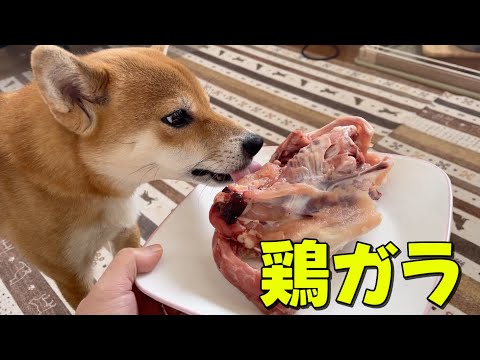 【柴犬小夏】鶏ガラを骨ごといただきます　ASMR サムネイル