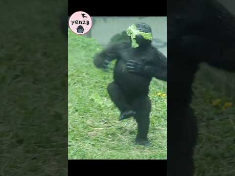 Gorilla Ringo 定格,拿新菜開心拍胸好可愛 gorillatag taipeizoo 金剛猩猩 台北市立動… サムネイル