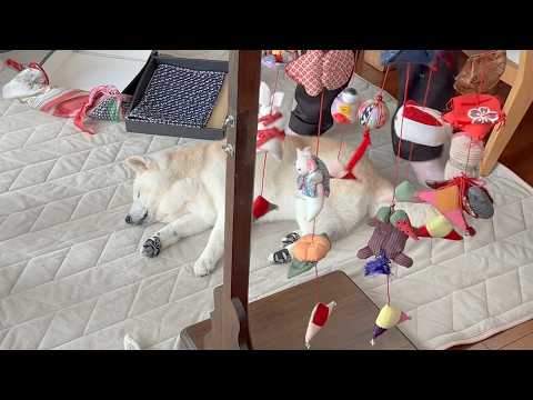 ばあちゃんの努力の結晶に１ミリも興味を示さない柴犬とサモエド サムネイル