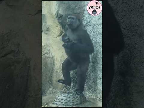 gorilla Tayari站水池上擊胸,快跑 gorillatag taipeizoo 金剛猩猩 台北市立動物園 サムネイル